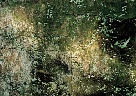 Nature Background Stock Photos