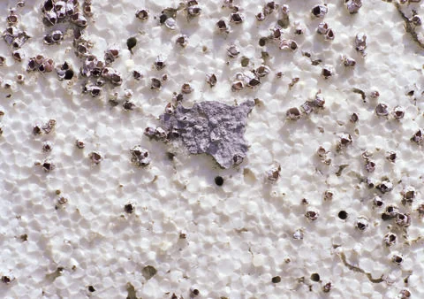 Nature Background Stock Photos