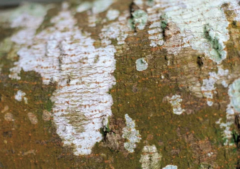 Nature Background Stock Photos