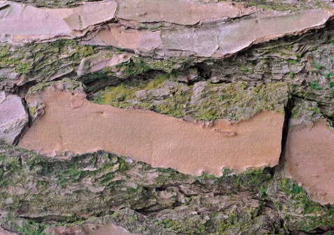 Nature Background Stock Photos