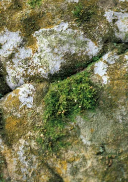 Nature Background Stock Photos