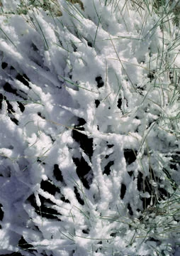 Nature Background Stock Photos