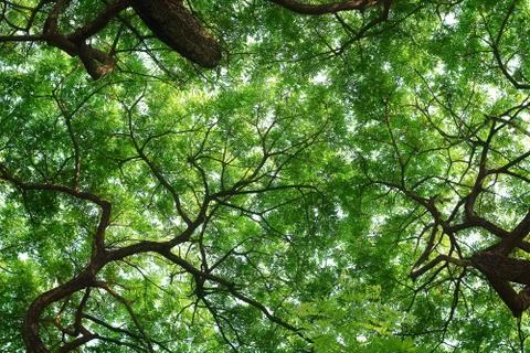 Nature background Stock Photos