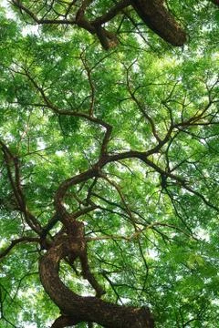 Nature background Foto stock