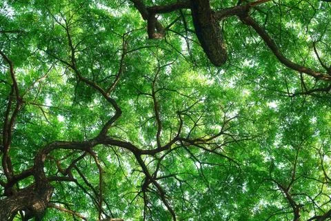 Nature background Stock Photos