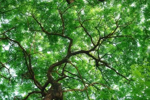 Nature background Stock Photos