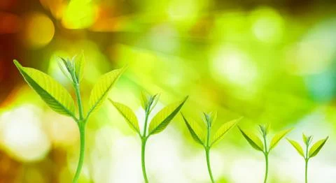 Nature background Stock Photos