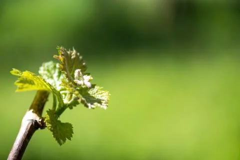 Nature background Stock Photos