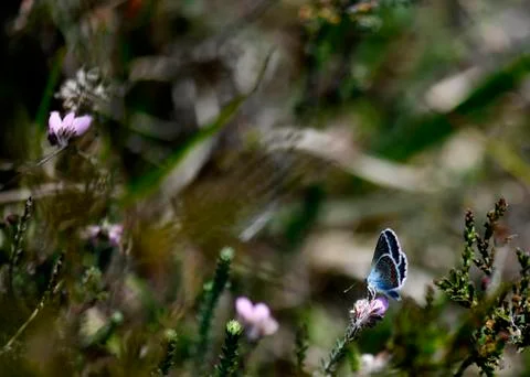 Nature background, Stock Photos