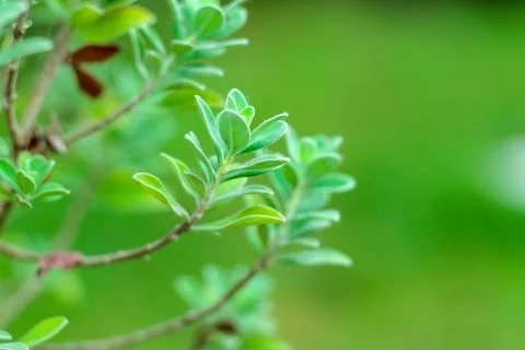 Nature for background Stock Photos