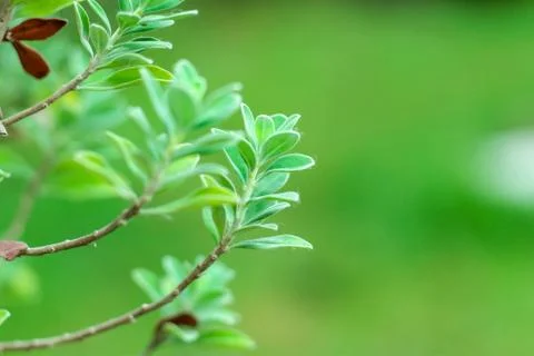 Nature for background Stock Photos