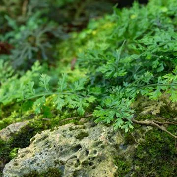 Nature background Stock Photos