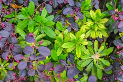 Nature background Stock Photos