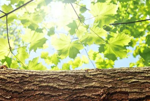 Nature background Stock Photos