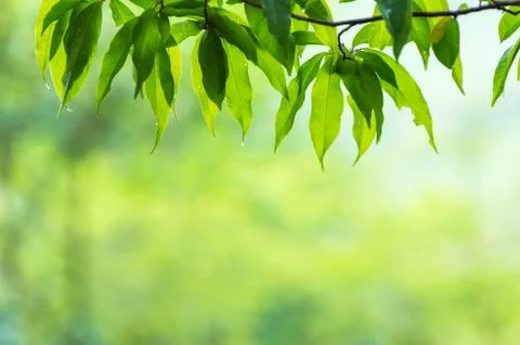 Nature background Stock Photos