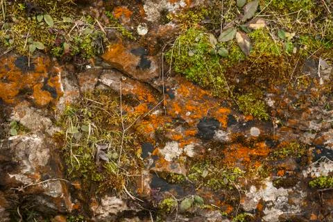 Nature background Stock Photos