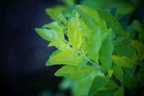 Nature background Stock Photos