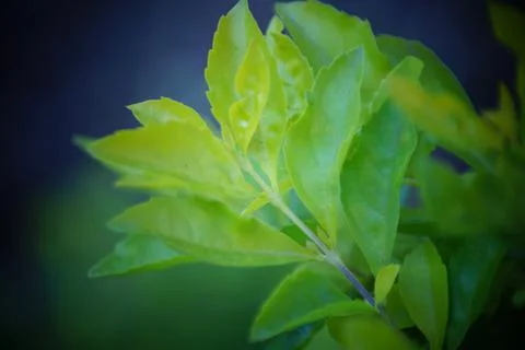 Nature background Stock Photos