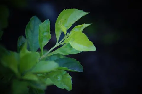 Nature background Stock Photos