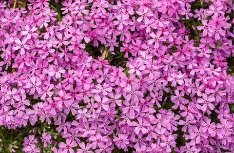 Nature background. Stock Photos