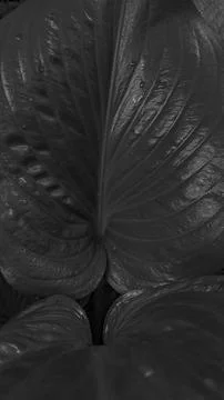 Nature background Stock Photos