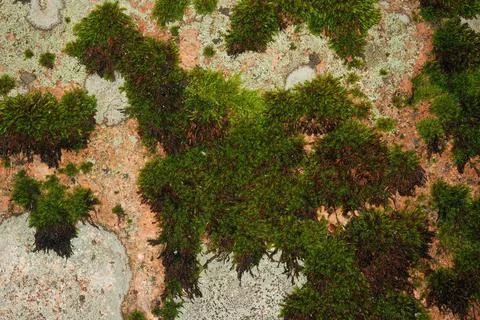 Nature background Foto stock