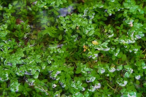 Nature background Stock Photos