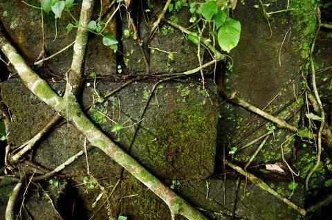 Nature Background Stock Photos