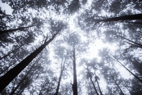 The nature background of pine forest up view Stock Photos