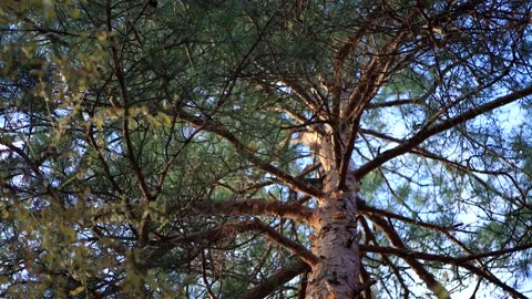 Nature background. Pine tree brunch texture. Stock Footage 303083890