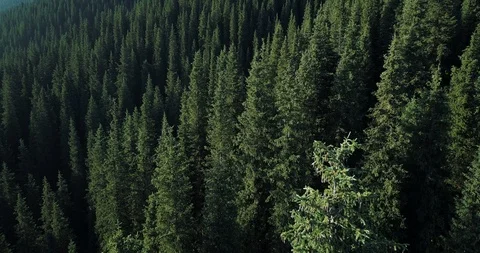 Nature background of pine tree forest Stock Footage 114365950