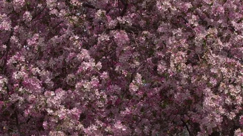 Nature background: Pink apple tree blossoms on sunny spring day Stock Footage 335399940
