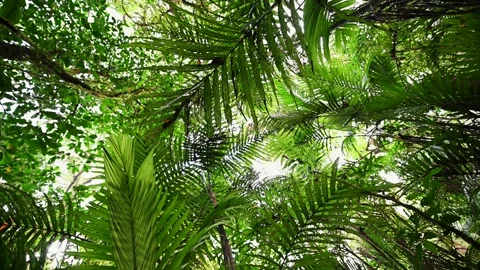 Nature background of a rainforest. Tropical forest interior. Stock Footage 243471436