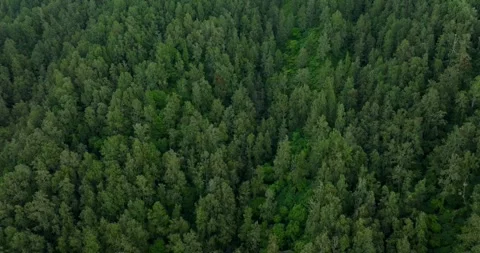 Nature background of a rainforest. Tropical forest interior. Stock Footage 245473900