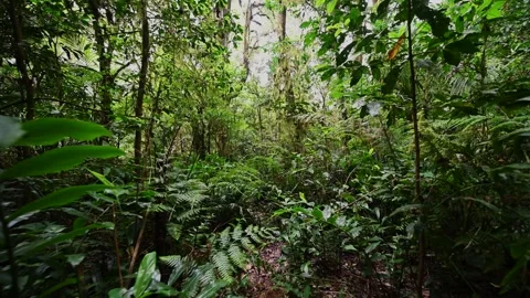 Nature background of a rainforest. Tropical forest interior. Stock Footage 245473933