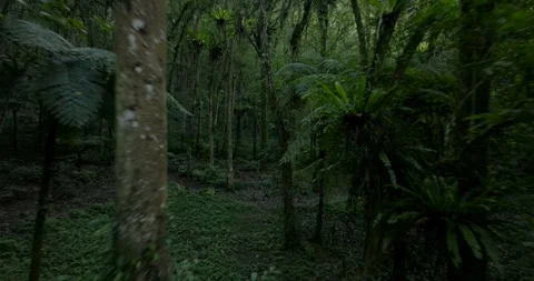 Nature background of a rainforest. Tropical forest interior. Stockbeeldmateriaal 245529647