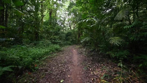 Nature background of a rainforest. Tropical forest interior. 스톡 동영상 246519164