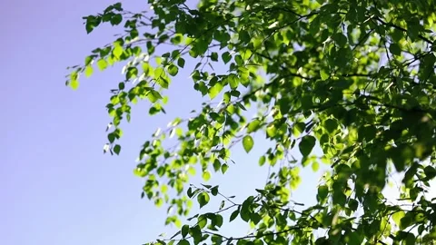 Nature background. The rays of the sun shine through the birch tree green leaves Stock Footage 155156332