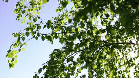 Nature background. The rays of the sun shine through the birch tree green leaves Stock Footage 155156448