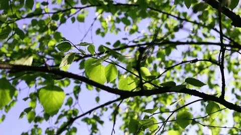 Nature background. The rays of the sun shine through the birch tree green leaves Stock Footage 155156484