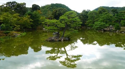Nature Background Reflection Of The Tree In The Water At Green Forest Stock Photos