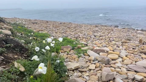 Nature background with sea waves hitting the sea shore with white poppy flowers Stock Footage 233193042