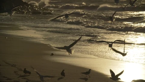 Nature background with seagulls flying Stock-Footage 95936366