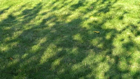 Nature background of shadows, silhouette of tree leaves on green grass texture Stock Footage 141930204