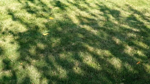 Nature background of shadows, silhouette of tree leaves on green grass texture Stock Footage 142669144