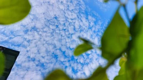 Nature background with sharp green leaves and cloudy sky Stock Photos
