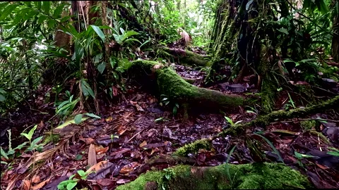 Nature background, showing thick tree roots in a tropical forest Vidéo 336916339