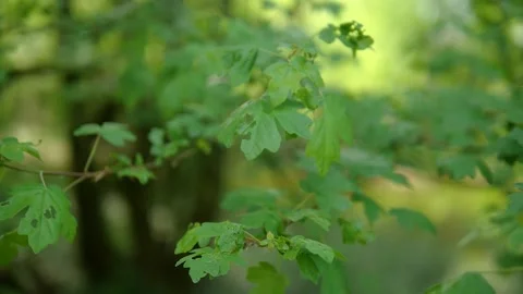 Nature background. Slow motion moving shot under a tree 스톡 동영상 132346028