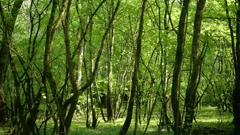 Nature background. Slow motion moving shot under a tree with green leaves Video stock 132346095