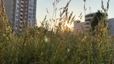 Nature background in slow motion with sunset and grass in the city 動画素材 197161495